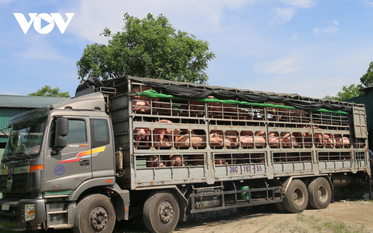 Vì sao giá lợn hơi lao dốc mạnh?